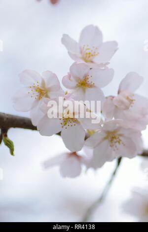 Détails de Macro White Somei Yoshino cerisiers en fleurs au Japon Banque D'Images