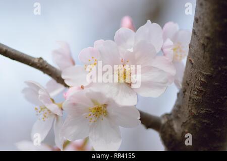 Détails de Macro White Somei Yoshino cerisiers en fleurs au Japon Banque D'Images