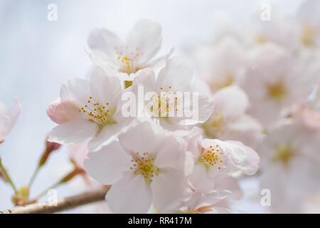 Détails de Macro White Somei Yoshino cerisiers en fleurs au Japon Banque D'Images