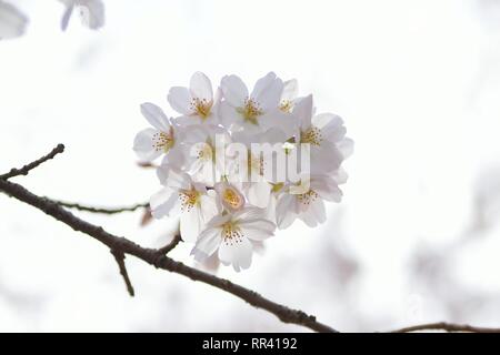 Détails de Macro White Somei Yoshino cerisiers en fleurs au Japon Banque D'Images