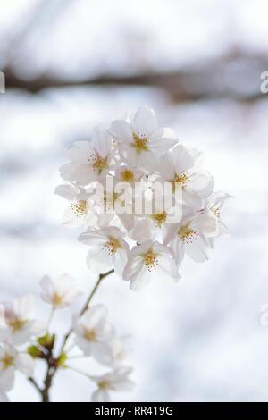 Détails de Macro White Somei Yoshino cerisiers en fleurs au Japon Banque D'Images