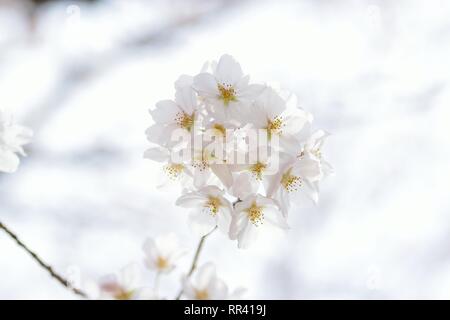 Détails de Macro White Somei Yoshino cerisiers en fleurs au Japon Banque D'Images