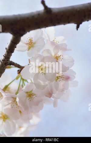 Détails de Macro White Somei Yoshino cerisiers en fleurs au Japon Banque D'Images