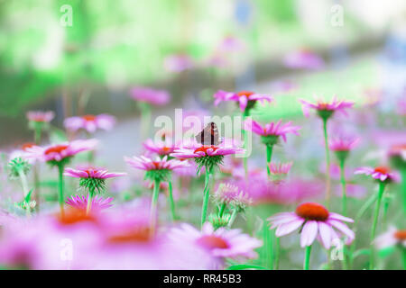 Beaucoup d'Echinacea purpurea aussi connu comme l'échinacée avec un papillon Banque D'Images