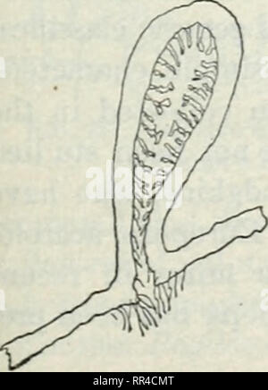 . Les Acariens ou les acariens. Un examen du groupe pour l'utilisation d'entomologistes économiques. Les acariens. Fig. 281.-Capsule culot. (Original). Fig. 282.-Pouch Gall. (Original). Veuillez noter que ces images sont extraites de la page numérisée des images qui peuvent avoir été retouchées numériquement pour plus de lisibilité - coloration et l'aspect de ces illustrations ne peut pas parfaitement ressembler à l'œuvre originale.. Les banques, Nathan, b. 1868 ; United States. Ministère de l'Agriculture. Washington, D. C. : G. P. O. Banque D'Images