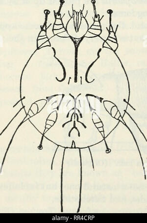. Les Acariens ou les acariens. Un examen du groupe pour l'utilisation d'entomologistes économiques. Les acariens. . Veuillez noter que ces images sont extraites de la page numérisée des images qui peuvent avoir été retouchées numériquement pour plus de lisibilité - coloration et l'aspect de ces illustrations ne peut pas parfaitement ressembler à l'œuvre originale.. Les banques, Nathan, b. 1868 ; United States. Ministère de l'Agriculture. Washington, D. C. : G. P. O. Banque D'Images