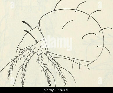 . Les Acariens ou les acariens. Un examen du groupe pour l'utilisation d'entomologistes économiques. Les acariens. Fig. 20S.-HypochtJwnius texanus. (Original). Veuillez noter que ces images sont extraites de la page numérisée des images qui peuvent avoir été retouchées numériquement pour plus de lisibilité - coloration et l'aspect de ces illustrations ne peut pas parfaitement ressembler à l'œuvre originale.. Les banques, Nathan, b. 1868 ; United States. Ministère de l'Agriculture. Washington, D. C. : G. P. O. Banque D'Images