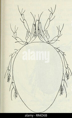 . Les Acariens ou les acariens. Un examen du groupe pour l'utilisation d'entomologistes économiques. Les acariens. Le ACAEINA OU LES ACARIENS. 97. Fig. 1S8.-Liacarus carolinensis. (Original). Veuillez noter que ces images sont extraites de la page numérisée des images qui peuvent avoir été retouchées numériquement pour plus de lisibilité - coloration et l'aspect de ces illustrations ne peut pas parfaitement ressembler à l'œuvre originale.. Les banques, Nathan, b. 1868 ; United States. Ministère de l'Agriculture. Washington, D. C. : G. P. O. Banque D'Images