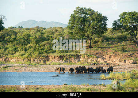 Les éléphants de boire à la rivière Sabie, Loxodonta africana, Kruger National Park, Afrique du Sud Banque D'Images