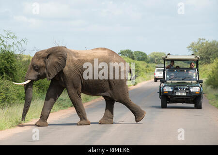 Véhicules de tourisme et d'éléphants sur la route, Loxodonta africana, Kruger National Park, Afrique du Sud Banque D'Images