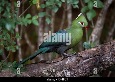 Tauraco corythaix touraco de Knysna, Afrique du Sud, Désert, Banque D'Images