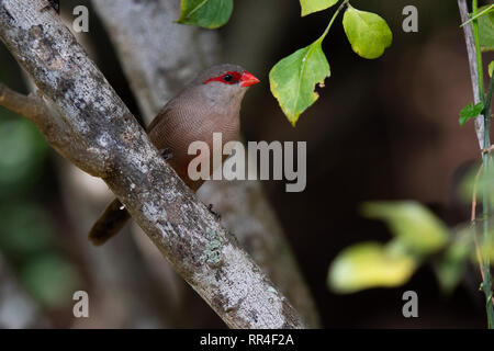 Common waxbill Estrilda astrild, Wilderness, Afrique du Sud, Banque D'Images