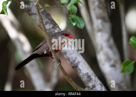 Common waxbill Estrilda astrild, Wilderness, Afrique du Sud, Banque D'Images