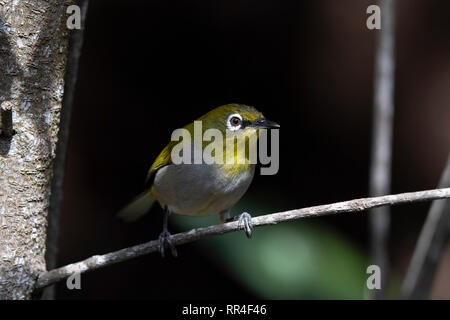 Cape white-eye, Zosterops virens, Wilderness, Afrique du Sud Banque D'Images