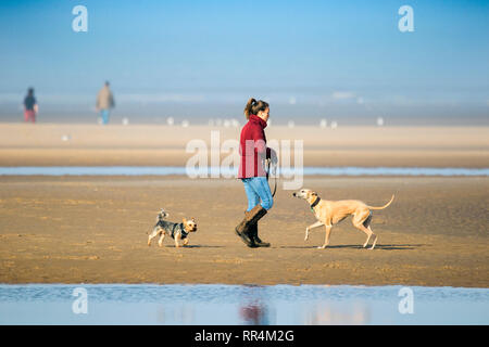 Southport, Merseyside, Royaume-Uni. 24 février 2019. Chaude journée ensoleillée. Les gens prennent leurs chiens pour une promenade au soleil sur le sable doré de la plage de Southport Merseyside. Credit : Cernan Elias/Alamy Live News Banque D'Images