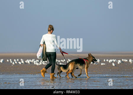 Southport, Merseyside, Royaume-Uni. 24 février 2019. Chaude journée ensoleillée. Les gens prennent leurs chiens pour une promenade au soleil sur le sable doré de la plage de Southport Merseyside. Credit : Cernan Elias/Alamy Live News Banque D'Images