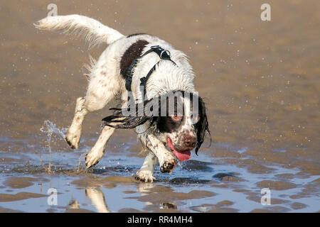 Southport, Merseyside, Royaume-Uni. 24 février 2019. Les chiens tous les jours. Un bain & soif Épagneul a beaucoup de plaisir en cours de refroidissement dans la piscine de l'eau sur le sable doré de la plage de Southport Merseyside. Credit : Cernan Elias/Alamy Live News Banque D'Images