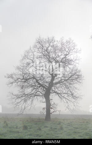 Warrington, Cheshire, Royaume-Uni. Feb 24, 2019. 24-02-19 - La météo a donné un matin brumeux à Grappenhall Warrington, Heys près de Cheshire, Angleterre. Une journée ensoleillée avait été prévu mais il a fallu un certain temps pour brûler le brouillard dans la campagne Crédit : John Hopkins/Alamy Live News Banque D'Images