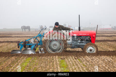 Bandon, Cork, Irlande. 24 Février, 2019. Maurice Sheedy de Reenascreena sur son 35 Massey Ferguson à l'Ouest de Cork Comté Association Labour match final qui a eu lieu sur les terres d'Norman & Ann Tanner dans Passage Rock, Bandon, Espagne Crédit : David Creedon/Alamy Live News Banque D'Images