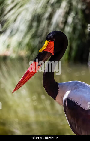 Vue détaillée d'une selle africains-billed Stork, Ephippiorhynchus senegalensis, lac floue sur la nature background Banque D'Images