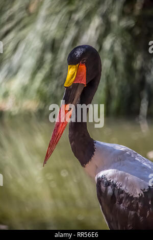 Vue détaillée d'une selle africains-billed Stork, Ephippiorhynchus senegalensis, lac floue sur la nature background Banque D'Images