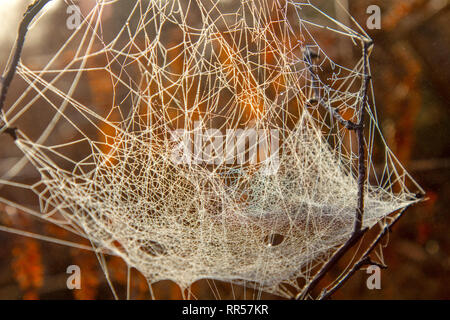 Cobweb in early morning light Banque D'Images