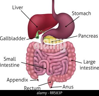 Système digestif Gastro-intestinaux et étiquettes Illustration de Vecteur