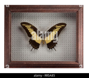 Butterfly Papilio androgeos dans le bâti isolé sur fond blanc. Banque D'Images