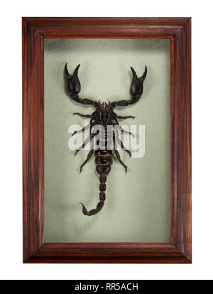 Scorpion Pandinus longimanus du bâti isolé sur fond blanc. Banque D'Images