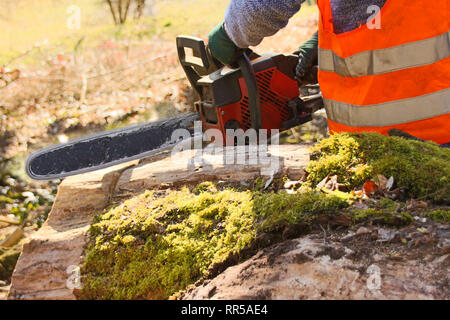 La coupe de bois dans la forêt Banque D'Images