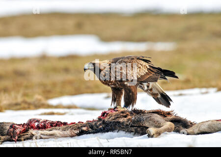 Eagle se nourrissant de carcasses de cerfs, de la Pologne, de l'Europe. L'aigle royal (Aquila chrysaetos) est l'un des meilleurs savoir-oiseaux de proie dans l'hémisphère Nord Banque D'Images