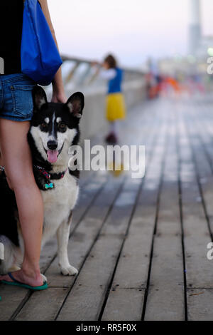 Husky de Sibérie avec son propriétaire Banque D'Images