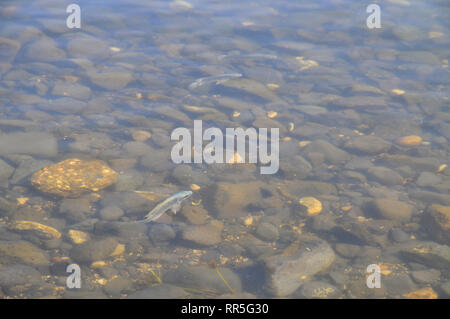 La pollution du lac de Tibériade (Mer de Galilée), Tibériade, Israël Banque D'Images