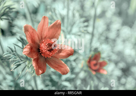 Belle fleur pourpre fluffy pasqueflower Pulsatilla patens oriental au début du printemps. Banque D'Images