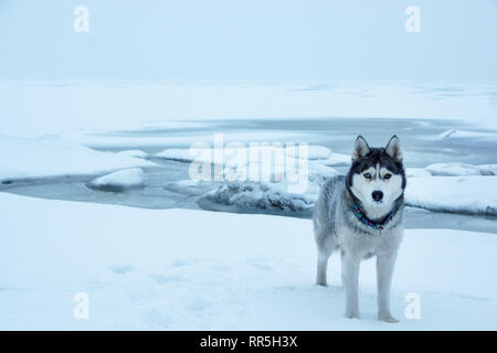 Aux cheveux gris et un chien de race husky se trouve près de la mer congelés en hiver. Banque D'Images