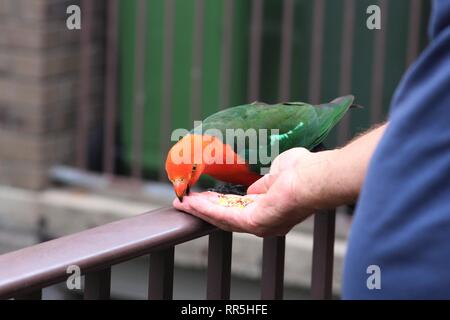 Perroquet rouge et vert de mordre la main qui le nourrit. Banque D'Images