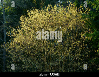 Noisetier commun Corylus avellana avec chatons en plein soleil. Banque D'Images