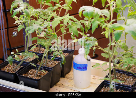 Les plantes expérimentales exposées aux virus de la mosaïque du tabac TMV sous différentes conditions nutritionnelles Banque D'Images