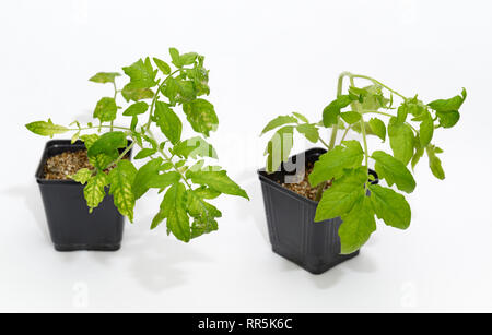 Végétaux infectés par le virus de la mosaïque du tabac (à gauche) à côté d'une plante saine de contrôle Banque D'Images