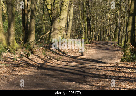 Paysage forestiers au cours de l'hiver dans la Kraanlei 2 dans les collines du Surrey Région d'une beauté naturelle, UK Banque D'Images