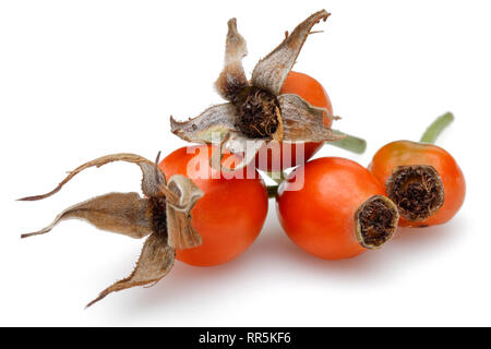 Cynorrhodons frais isolé sur fond blanc Banque D'Images