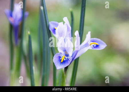 Iris reticulata 'Alida' fleurit dans le jardin Banque D'Images