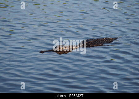 Alligator Alligator mississippiensis, natation, à côté de l'anhinga Trail dans le parc national des Everglades, en Floride. Banque D'Images