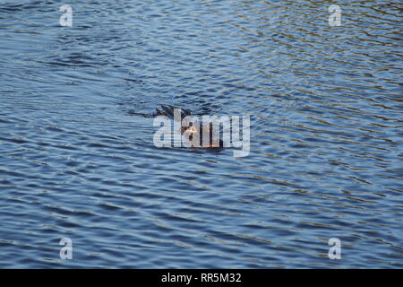 Alligator Alligator mississippiensis, natation, à côté de l'anhinga Trail dans le parc national des Everglades, en Floride. Banque D'Images