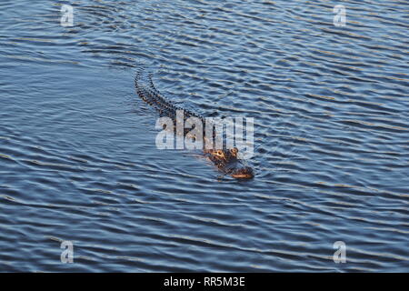 Alligator Alligator mississippiensis, natation, à côté de l'anhinga Trail dans le parc national des Everglades, en Floride. Banque D'Images