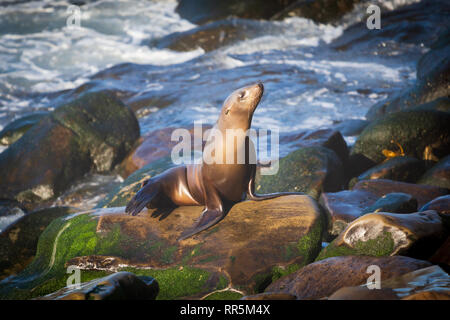 Femme de Californie (Zalophus californianus) à bronzer sur les rochers près de La Jolla Cove à San Diego Banque D'Images