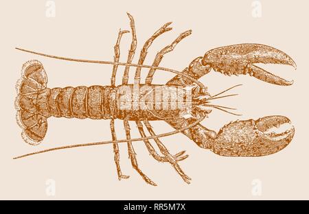 La langoustine ou dublin bay prawn (Nephrops norvegicus) en vue d'en haut. Après une illustration gravure lithographie ou historique du 19ème siècle Illustration de Vecteur