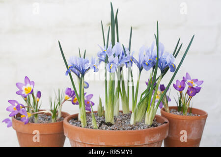 Crocus sieberi subsp. sublimis 'Tricolor' et Iris reticulata 'Alida' fleurs. Banque D'Images