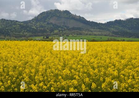 La moutarde jaune en fleur champ Banque D'Images