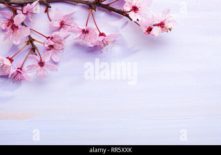 Branches de fleurs rose lilas clair Prunes contre une planche de bois. Banque D'Images